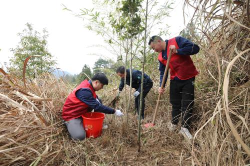 國網(wǎng)壽寧縣供電公司義務植樹積極服務生態(tài)文明建設(shè)